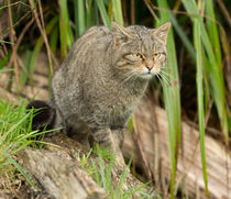 Scottish Wildcat von Louise Heusinkveld
