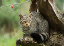 Scottish Wildcat on an Old Stump by Louise Heusinkveld