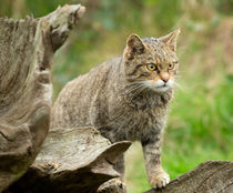 Scottish wildcat, Felis silvestris von Louise Heusinkveld