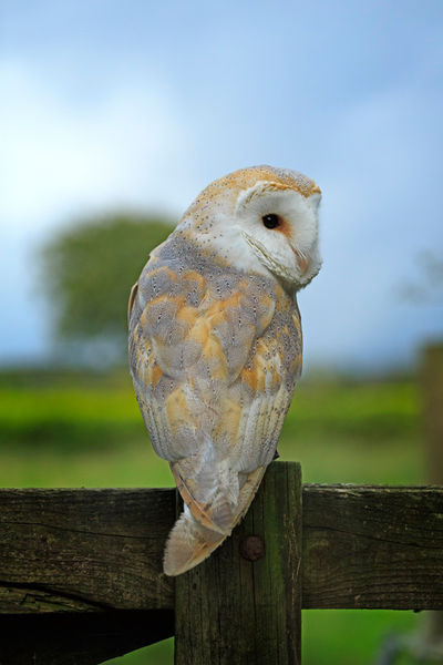 Barn-owl0072