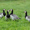 Barnacle-geese0127