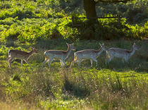 Fallow Deer at Dawn by Louise Heusinkveld