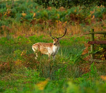 Fallow deer buck by Louise Heusinkveld