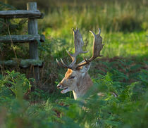 Fallow Deer Buck in Rutting Season by Louise Heusinkveld