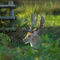 Fallow-deer-buck0139