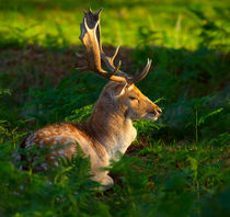 Fallow deer buck von Louise Heusinkveld