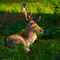 Fallow-deer-buck0141