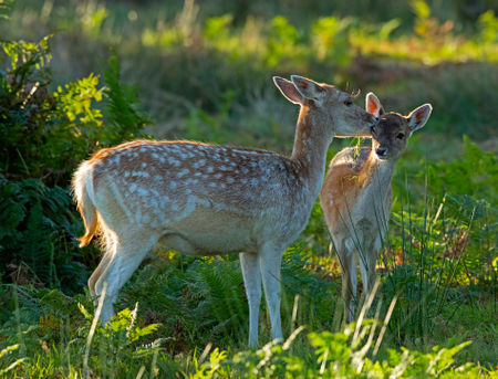 Fallow-deer-doe-and-fawn0142