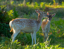 Fallow deer doe with fawn by Louise Heusinkveld