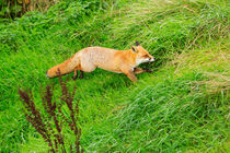 Red Fox Running Through the Grass by Louise Heusinkveld
