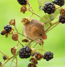 Harvest mouse on a bramble stem by Louise Heusinkveld