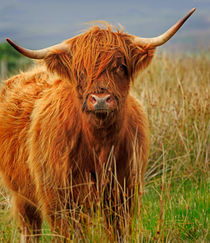 Red Highland Cow by Louise Heusinkveld