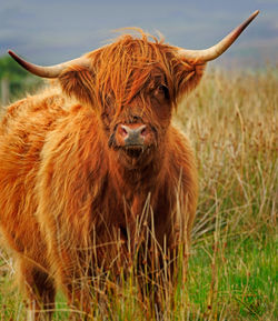 Highland-cow0161