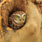 Little-owl0053
