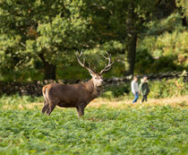 Red deer stag in Bradgate Park von Louise Heusinkveld