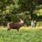 Red-deer-stag0157