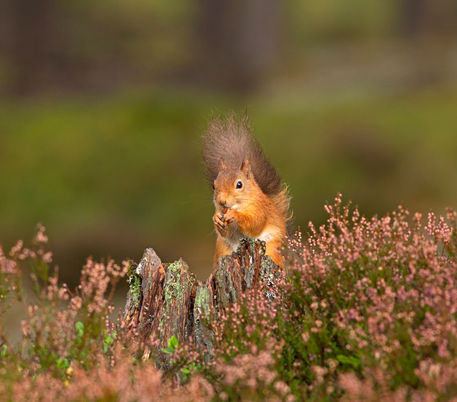 Red-squirrel0168