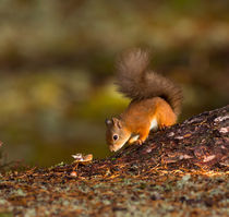 Red Squirrel in Autumn von Louise Heusinkveld