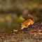 Red-squirrel0175