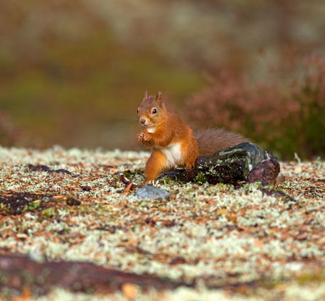 Red-squirrel0179