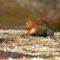 Red-squirrel0179