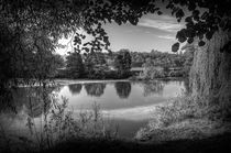 Through the Willows in Mono by Colin Metcalf