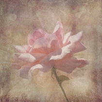 Soft Pink Grunge Rose by Rosalie Scanlon