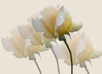 Soft Yellow Roses by Rosalie Scanlon