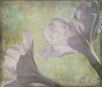 Wild Lavender Morning Glories by Rosalie Scanlon