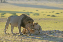 Lion patriarch rubbing faces with lioness. Kalahari desert.South Africa. by Yolande  van Niekerk