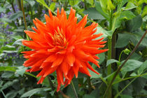 Orange Dahlienblüte von lorenzo-fp