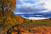 Misty day in the Cairngorms II by Louise Heusinkveld
