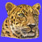 Leopard-pop-cutout-yellow-blue