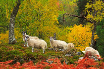 Sheep Grazing in Autumn von Louise Heusinkveld