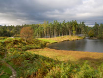 Tarn Hows in autumn, Cumbria by Louise Heusinkveld