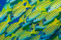 Bluelined snappers by Michael Moxter