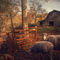 Fires-creek-two-sheep-pp-2