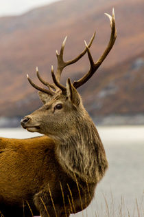 Red Deer Stag With Antlers by Derek Beattie