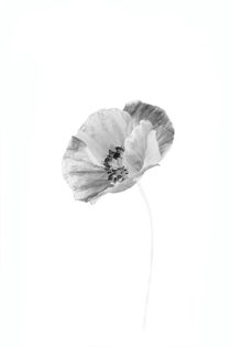 poppy by Les Mcluckie