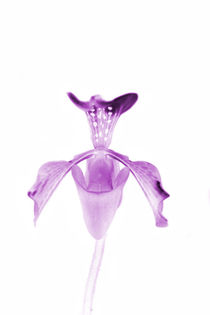 Pink Orchid von Les Mcluckie