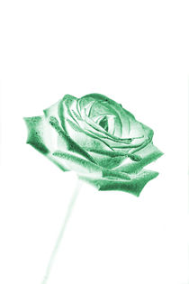 Green Rose by Les Mcluckie