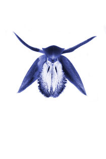 Blue Orchid von Les Mcluckie
