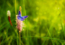 Butterfly on a flower by larisa-koshkina