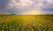 Blooming field by larisa-koshkina
