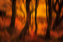 Abstract Of Trees In A Forest by Derek Beattie