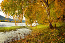 Autumn forest von larisa-koshkina