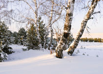 Background with a winter landscape by larisa-koshkina