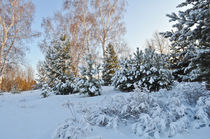 Winter background von larisa-koshkina