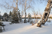 Winter Landscape by larisa-koshkina