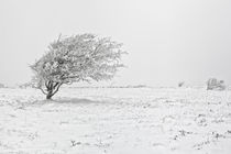 Sylter Winter-Landschaft by Beate Zoellner